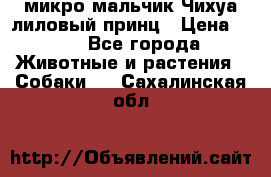 микро мальчик Чихуа лиловый принц › Цена ­ 90 - Все города Животные и растения » Собаки   . Сахалинская обл.